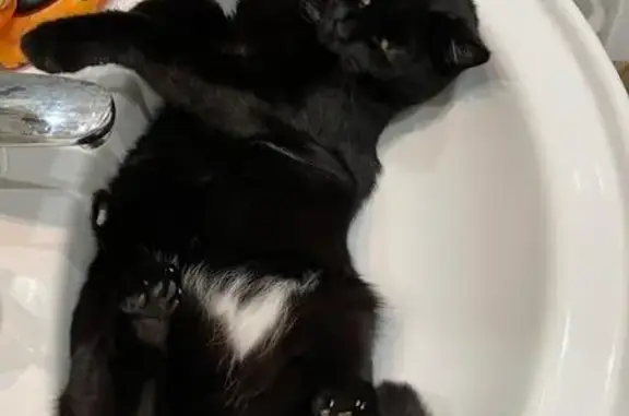 Кошки потеряшки, Курск, фото: Потеряшка кошка, ул. Тускарная, 26К