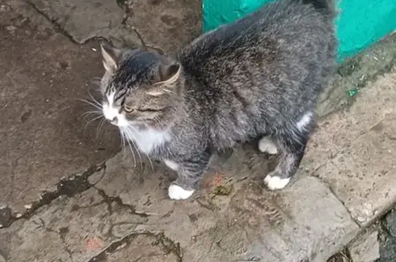 Найдена кошка, Тула, фото: Котик найден: ул. Максима Горького, 14, Тула