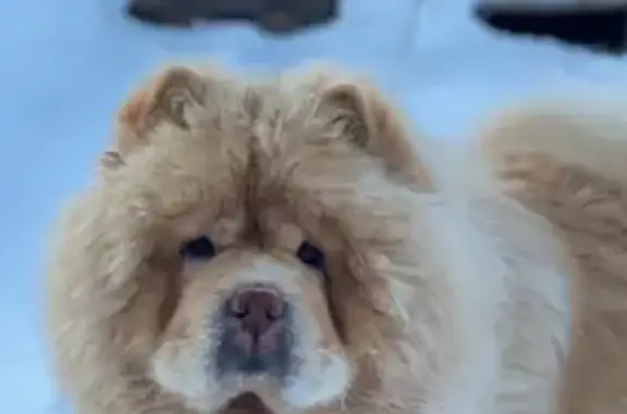 Пропала собака, Новая ул., Грудцино