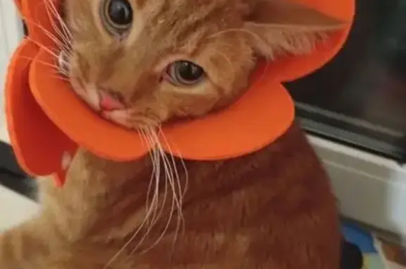 Пропала рыжая кошка, ул. Советская