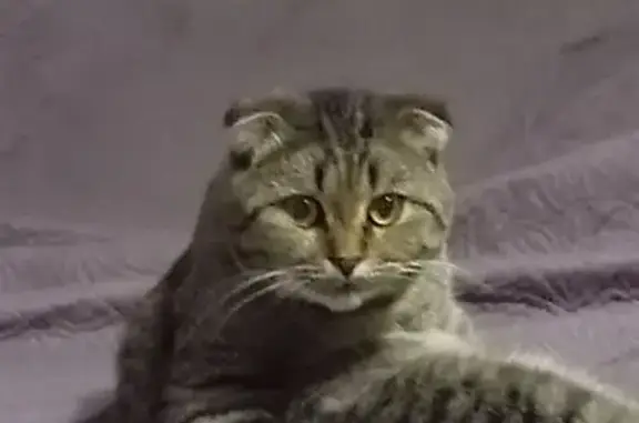 Пропала кошка, Ртищевская ул., Балашов