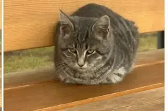 Найдена кошка, , фото: Найдена кошка, Саранск, Мордовия