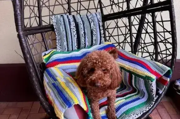 Собаки потеряшки, Краснодар, фото: Потеряшка собака Джерси, ул. Болотникова, 27