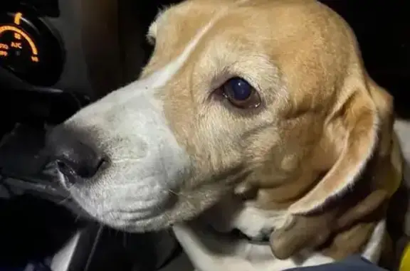 Найдена собака, Московская область, фото: Собака найдена в СНТ Клин, МО