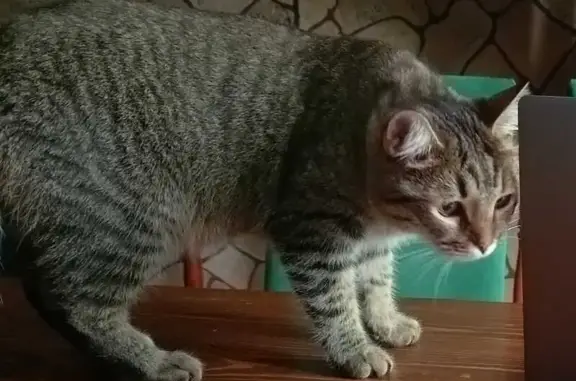 Пропал кот, Раздоры, МО