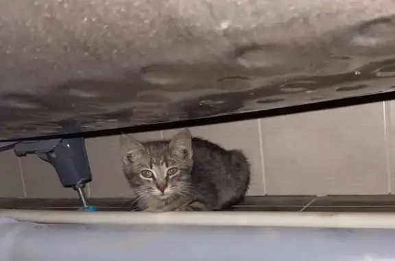 Найдена кошка, Московская область, фото: Кошка найдена: Московская область, 20