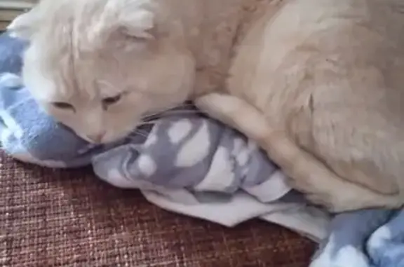 Пропала кошка, Советская 92, Васильево