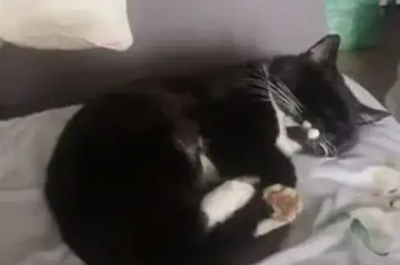 Кошки потеряшки, , фото: Потеряшка кот, Такарликовский с/с, Башкортостан