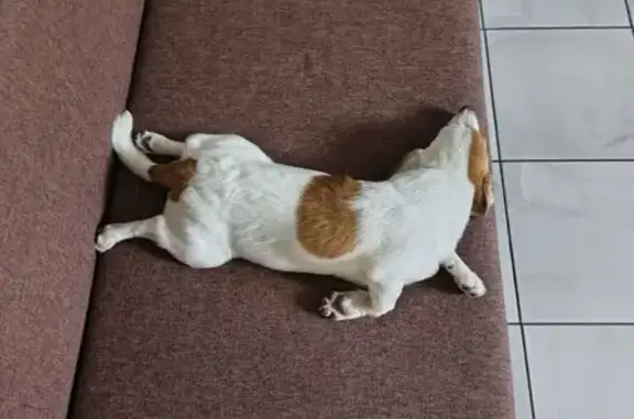 Пропала собака на Маяковского, 88, Волгоград