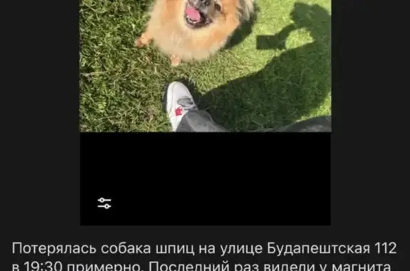 Пропала собака на Будапештской 112 к1