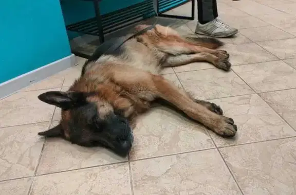 Найдена собака, Москва, фото: Найдена овчарка на Стрельбищенском 15