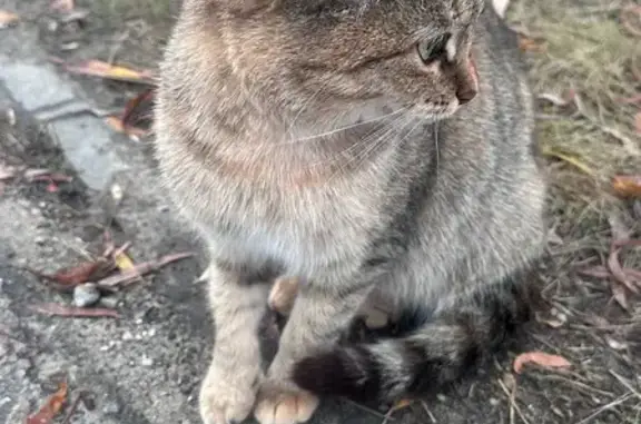 Найдена кошка, Засечное, фото: Кошка найдена у тропы «Ритм», Засечное