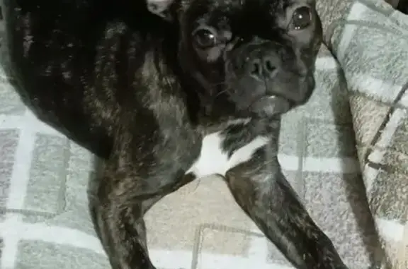 Собаки потеряшки, Люберцы, фото: Потеряшка собака на ул. Воинов-Интернационалистов, 8