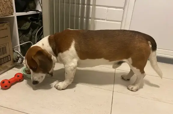 Собака найдена на Извилистой в Ростове-на-Дону