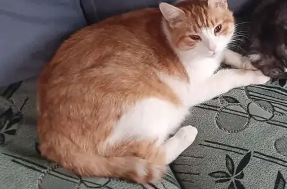 Пропала кошка в Романовском СП, Ленобласть