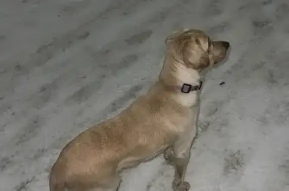 Найдена собака, городской округ Сургут, фото: Собака найдена: ул. Пушкина, 33, Сургут