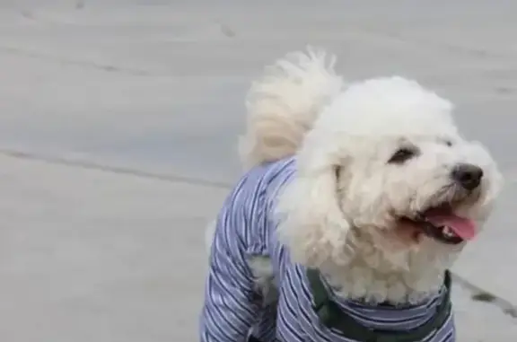 Пропала собака на ул. Фузули, Баку