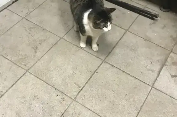 Найдена кошка, Агалатово, фото: Кот найден в Магните, Приозерское ш. 45А