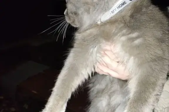 Найдена кошка, Белгород, фото: Кошка найдена: Садовая ул, 71, Белгород