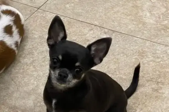 Собаки потеряшки, , фото: Потеряшка собака, Степная ул. 74а, Караганда