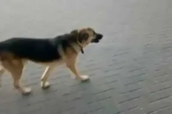 Пропал пес Рич, Леволинейная 21, Быково