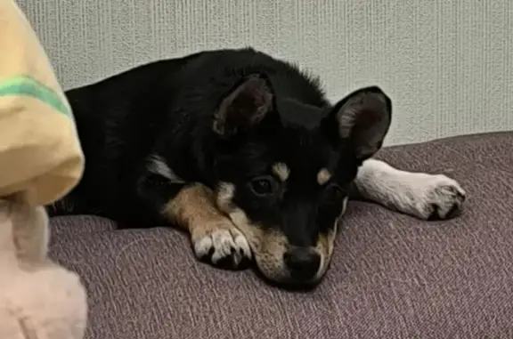 Найдена собака, Косулино, фото: Найдена собака, ул. Ленина, 64, Косулино