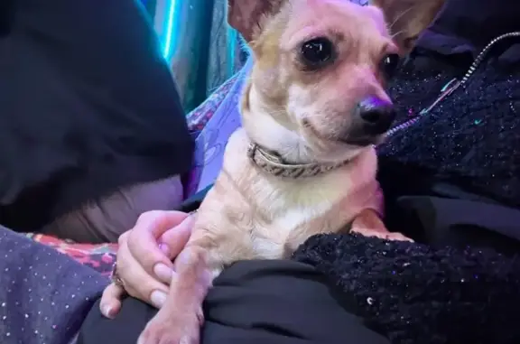 Пропала собака, Таллинская ул., 21А, Уфа