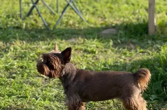 Пропала собака в районе Прудков, МО
