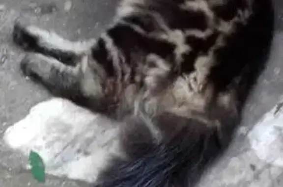 Пропала кошка, Октябрьская 2, Саяногорск