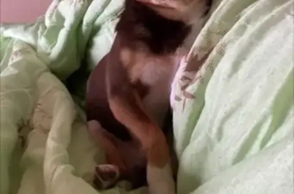 Собаки потеряшки, Красноярск, фото: Потеряшка собака, Семафорная 15, Красноярск