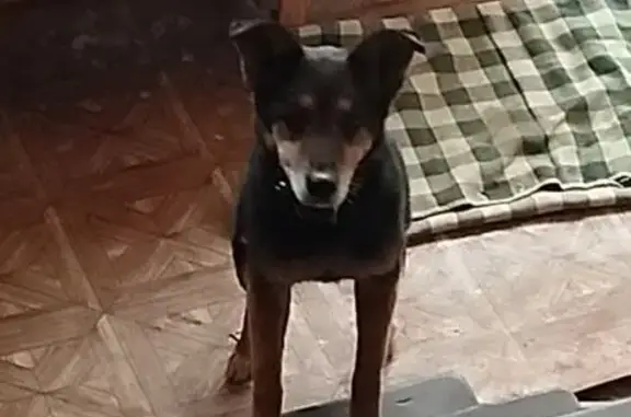 Собаки потеряшки, , фото: Потеряшка собака, ул. Орджоникидзе, Воткинск