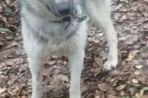 Найдена собака, Московская область, фото: Собака найдена в Чурилково, Раменский район