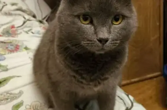 Найден серый кот, 4-й Волоховский пр., 18, Тула