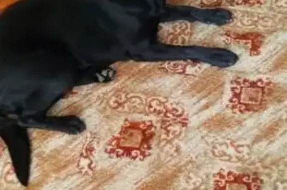 Собаки потеряшки, Екатеринбург, фото: Потеряшка собака на ул. Горького, Екатеринбург