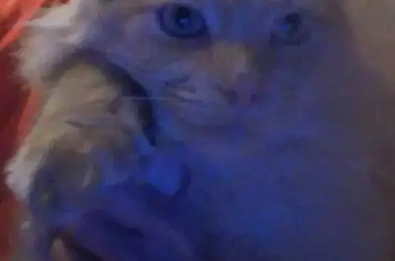 Кошки потеряшки, Снежинск, фото: Потеряшка рыжая кошка, ул. 40 лет Октября