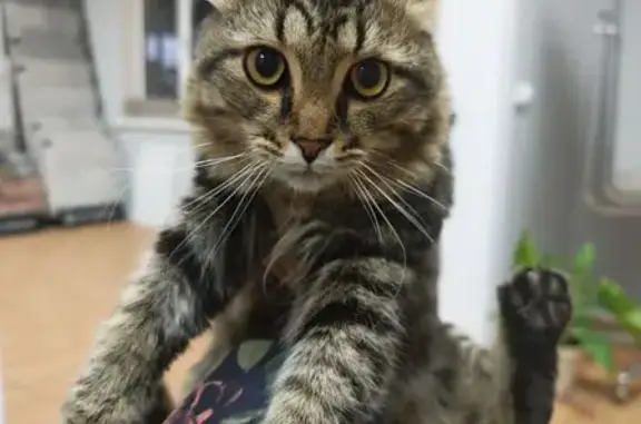 Найдена кошка, Самара, фото: Найдена кошка, пр. Карла Маркса, 526, Самара