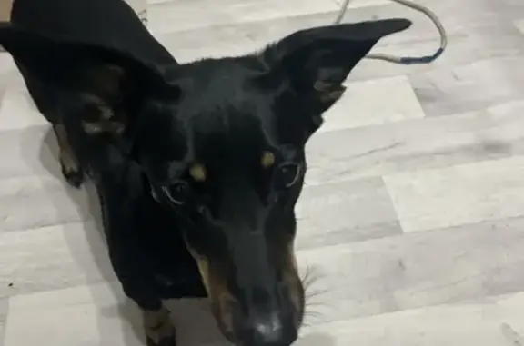 Найдена такса, ул. 60 лет Октября, 25