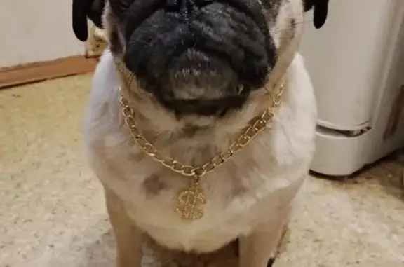 Пропала собака, ул. Новосёлов, 15 к1