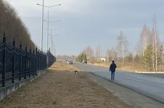 Найдена собака, Кременкульское, фото: Найдена собака у Бассейна, Трактовая 10