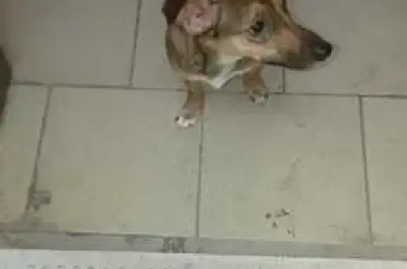 Найдена собака, Бийск, фото: Собака найдена: Советская 189/6, Бийск