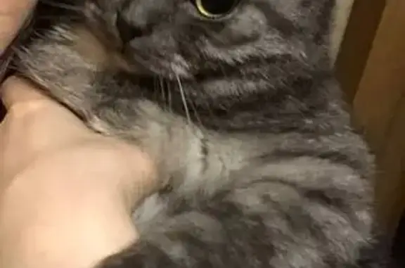 Кошки потеряшки, , фото: Потеряшка кошка на ул. Кирова, 5, Ижевск