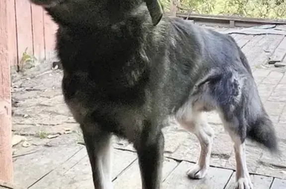 Потерянные животные Златоуст, фото: Пропала собака, 2 Н. Заводская, Златоуст