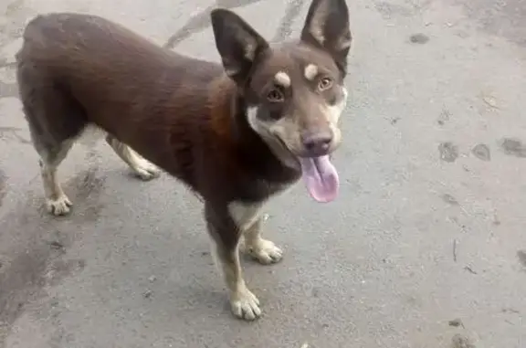 Найдена собака, Москва, фото: Найдена собака, пр. Генерала Дорохова