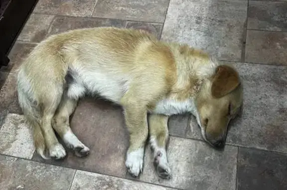 Собаки потеряшки, Барнаул, фото: Потеряшка собака, Власихинская 109, Барнаул