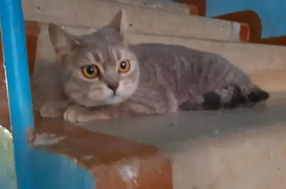 Найдена кошка, Пермь, фото: Кошка найдена на Самолётной, 26, Пермь