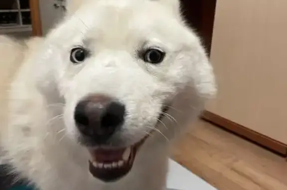 Пропала собака, Новая ул., Киров