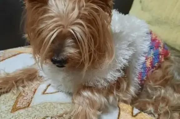 Найдена собака, Сызрань, фото: Найдена собака, Садовая ул, 1А, Сызрань