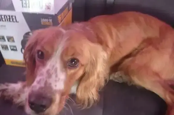 Найдена собака, Белгородская область, фото: Собака на дороге, Белгород, обл.