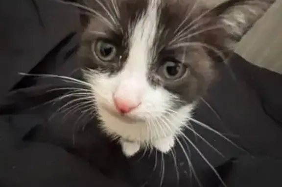 Кошки потеряшки, Астана, фото: Потеряшка кошка, пр. Улы Дала, Астана