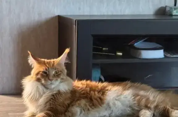 Пропал кот Дизель, Яблоневая 2, Тара